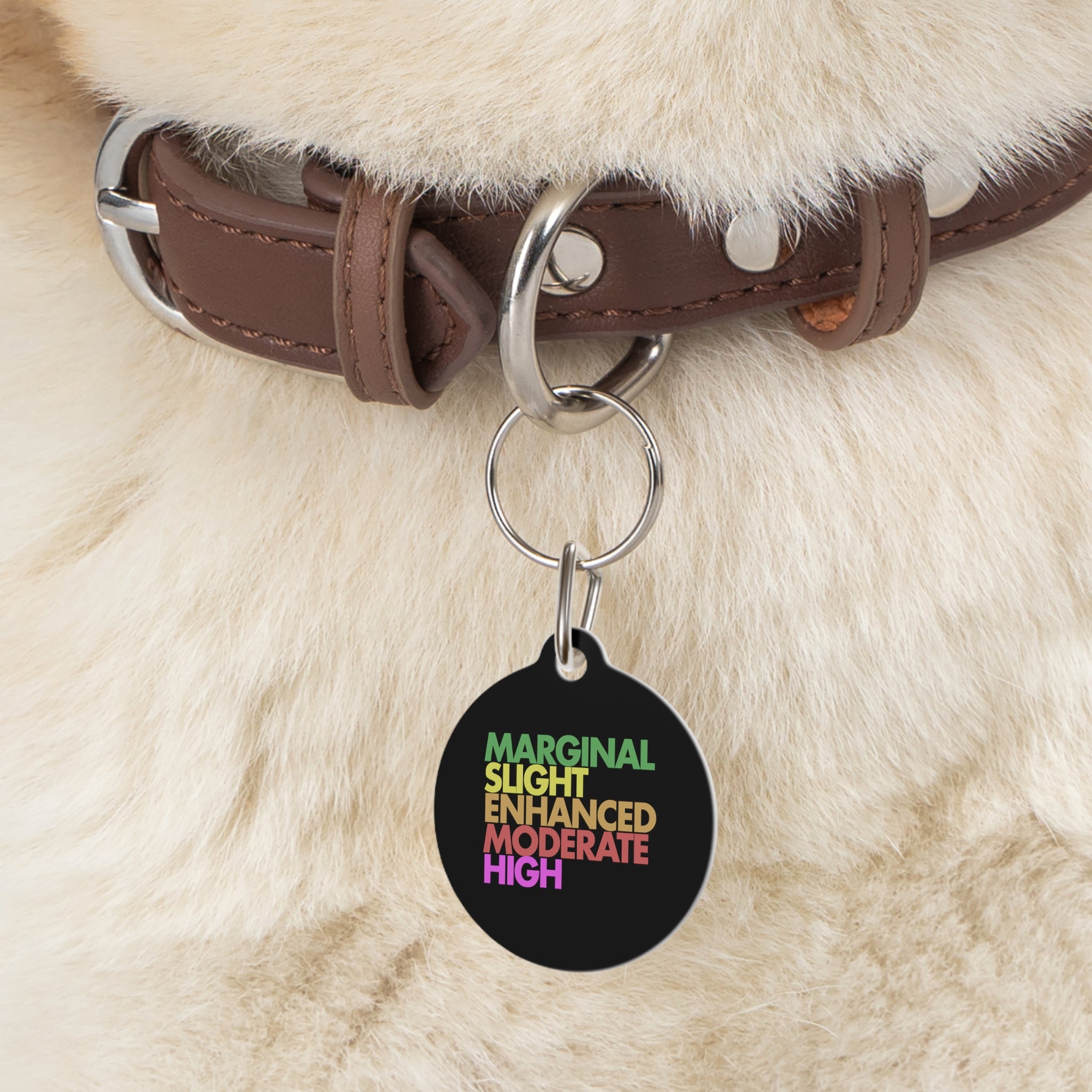 Severe Outlook Pet Tag 