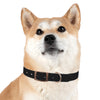 Radar Print Dog Collar