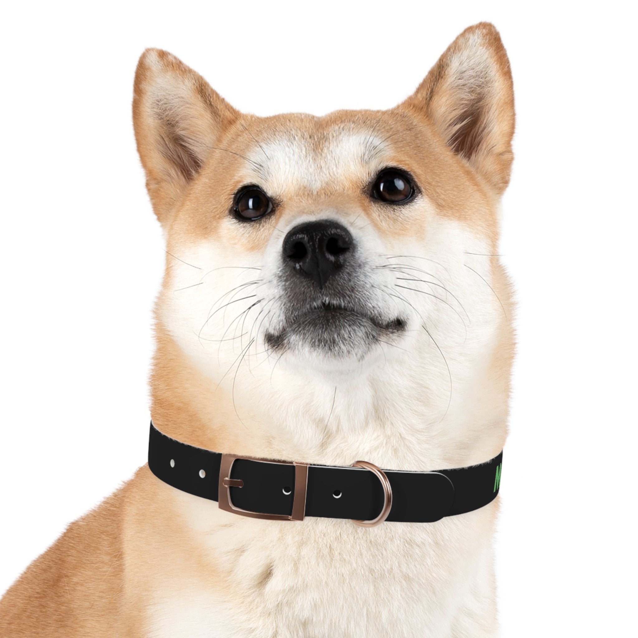 Severe Outlook Dog Collar 